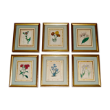 Set of 6 Small Botanical Flower Engravings