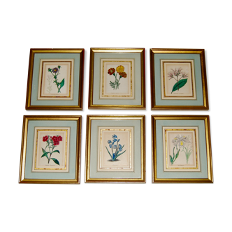 Set of 6 Small Botanical Flower Engravings