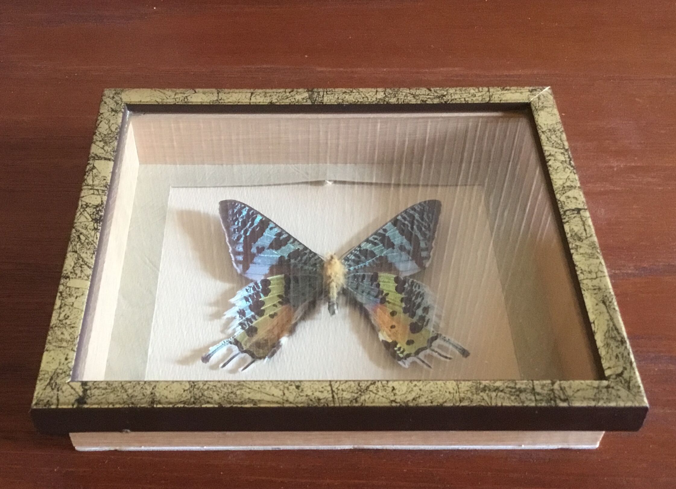 Frame butterfly urania