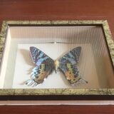 Frame butterfly urania