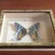 Frame butterfly urania