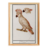Small poster on the "Crested Cockatoo", after an old engraving