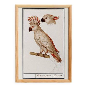 Small poster on the "Crested Cockatoo", after an old engraving