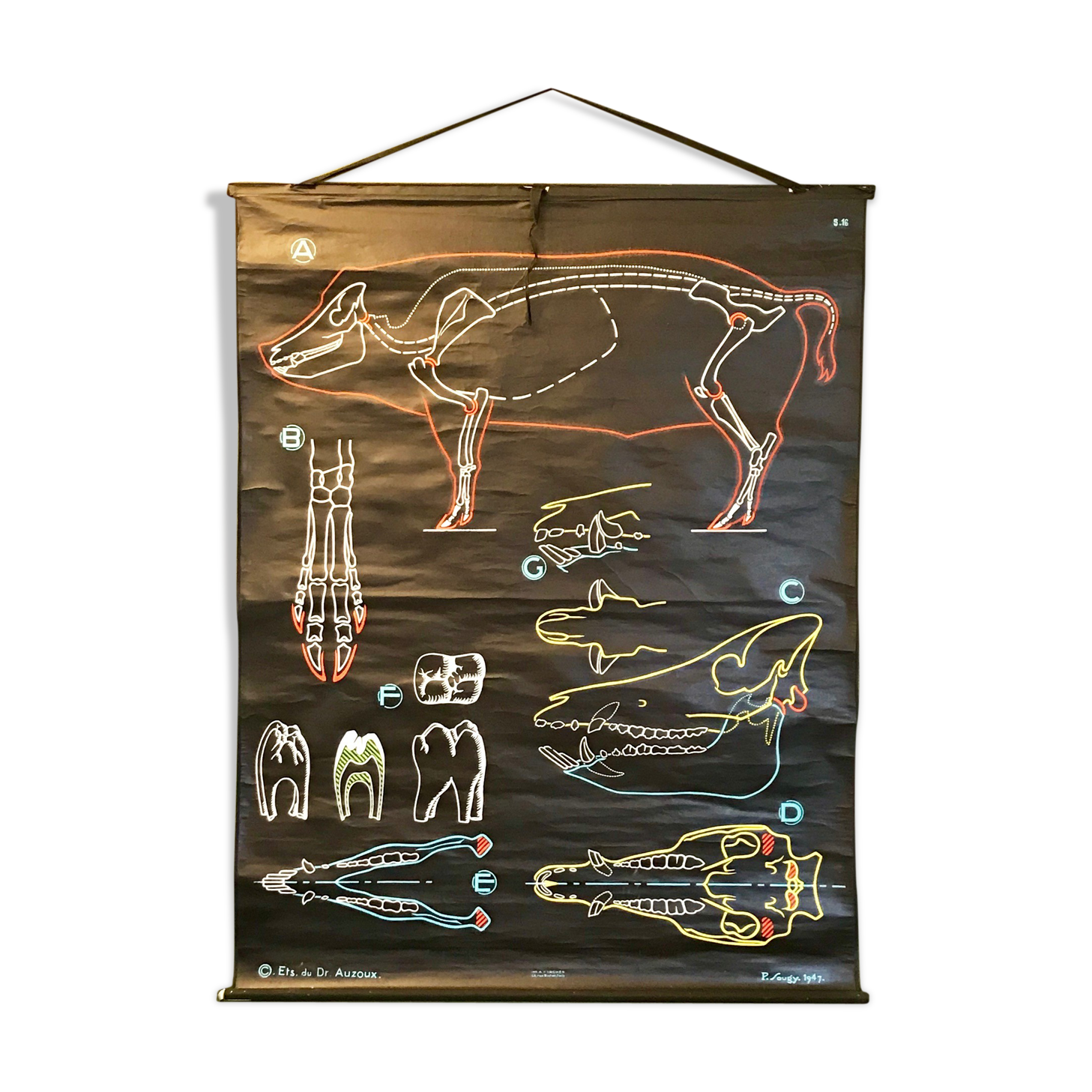 Affiche pédagogique Le Cochon