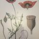 Planche botanique sous verre