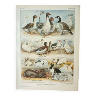 Gravure ancienne 1922, Animaux de basse-cour 1, oiseaux, ferme • Lithographie, Planche originale