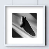 Limited edition art photo. Numbered, dated and signed by the photographer