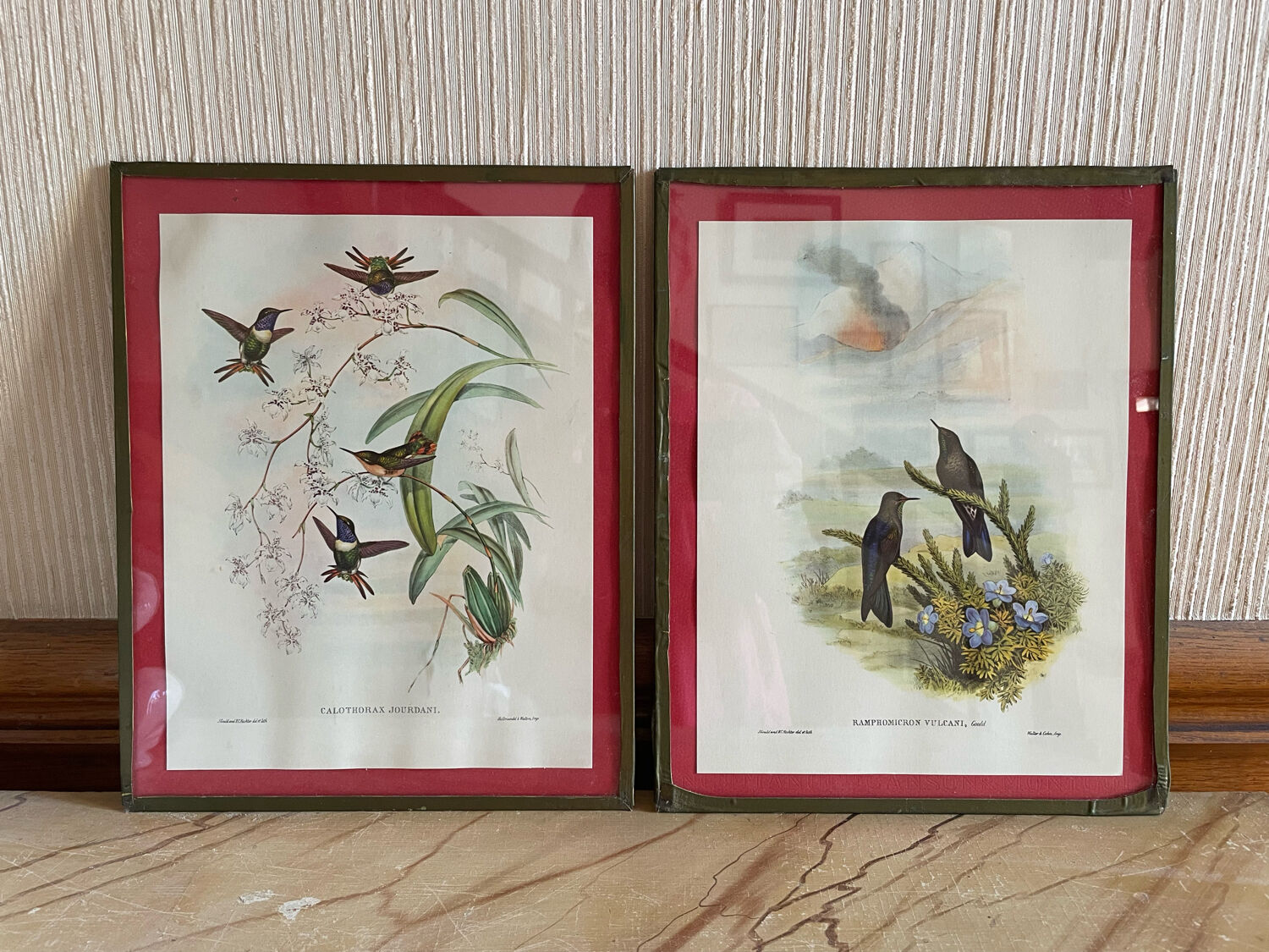 Old bird frames J. Gould and HC. Richter