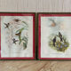 Old bird frames J. Gould and HC. Richter