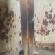 Old wooden screen