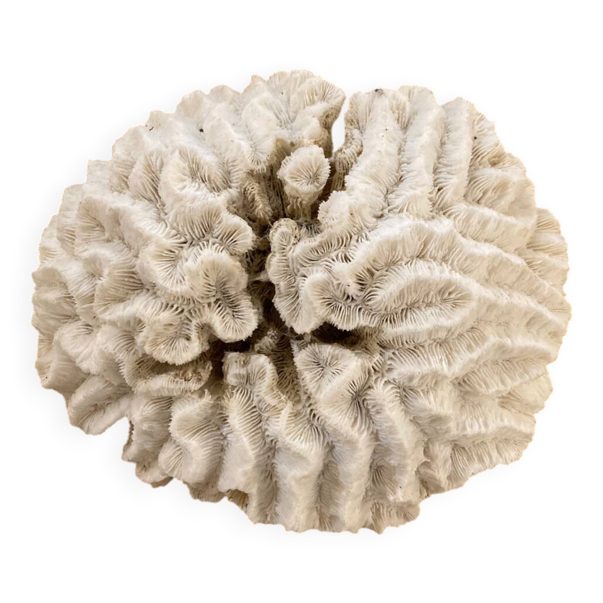 White coral 15cm