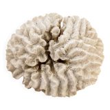 White coral 15cm