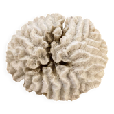 White coral 15cm