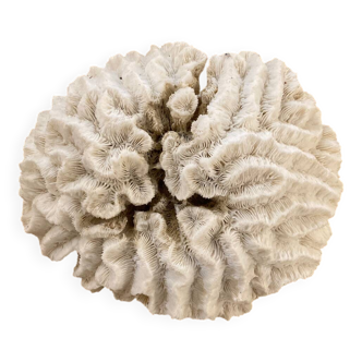 White coral 15cm
