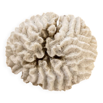 White coral 15cm