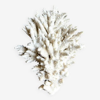 White coral