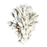 White coral