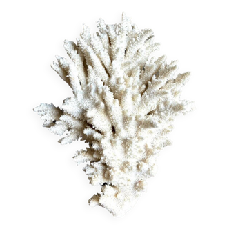 White coral