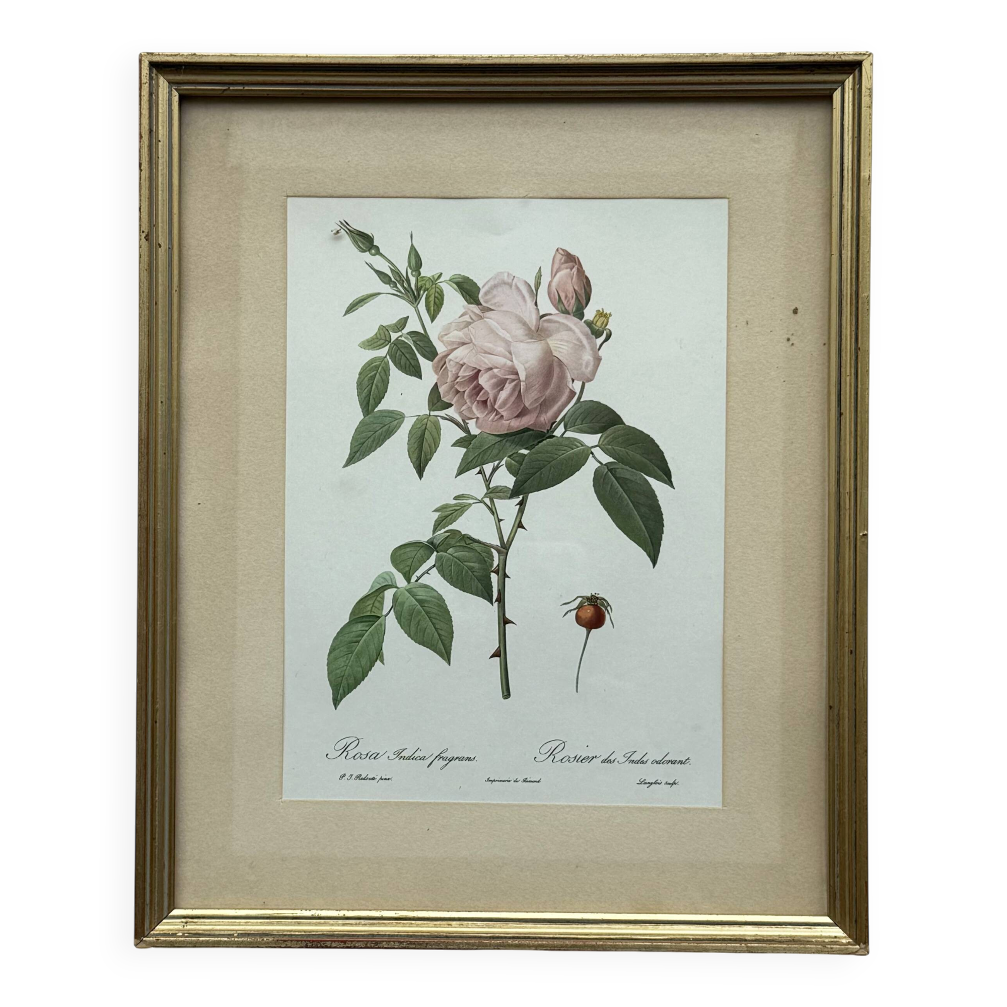 Floral illustration