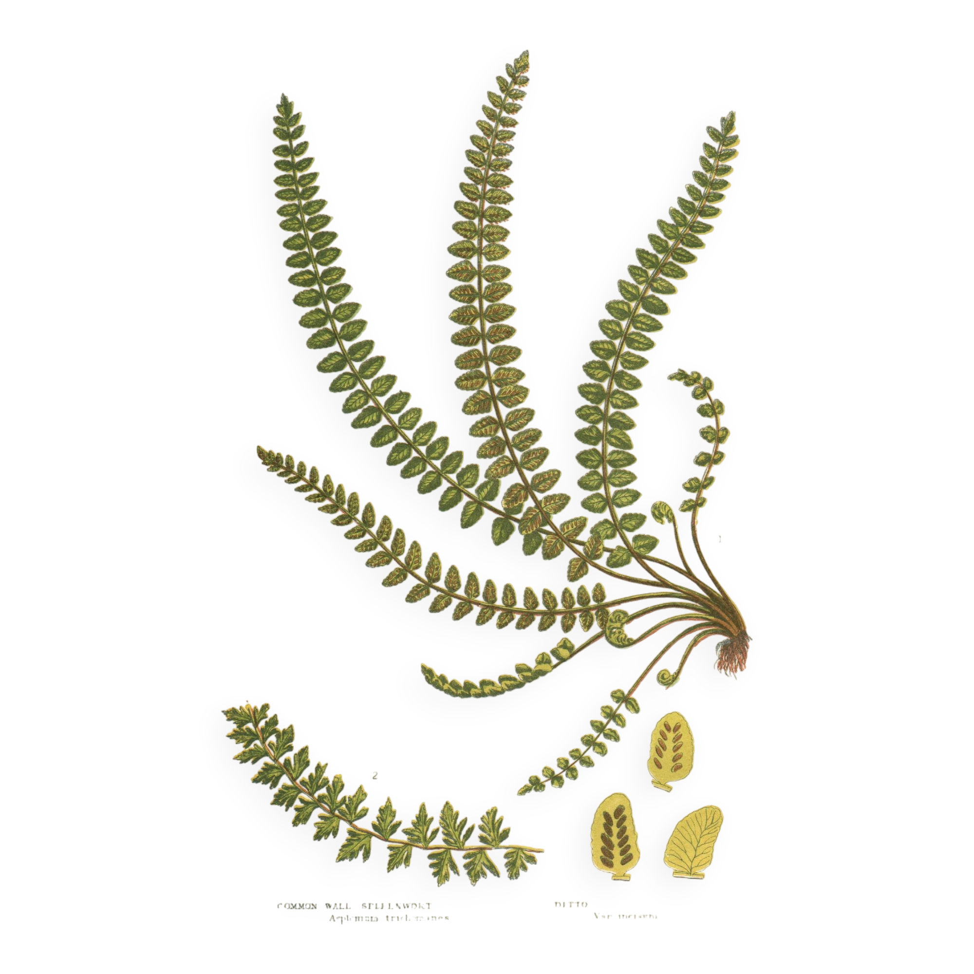 Engraving from 1889 - British Ferns by A. Pratt - Vintage lithograph