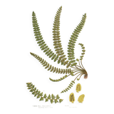 Engraving from 1889 - British Ferns by A. Pratt - Vintage lithograph