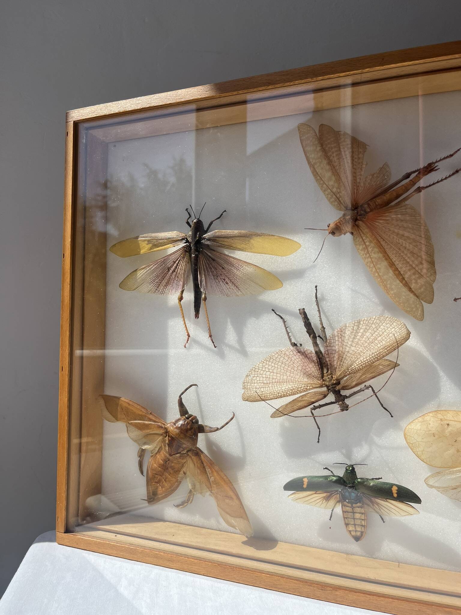 Framed giant insects, entomology collection
