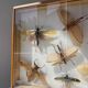 Framed giant insects, entomology collection