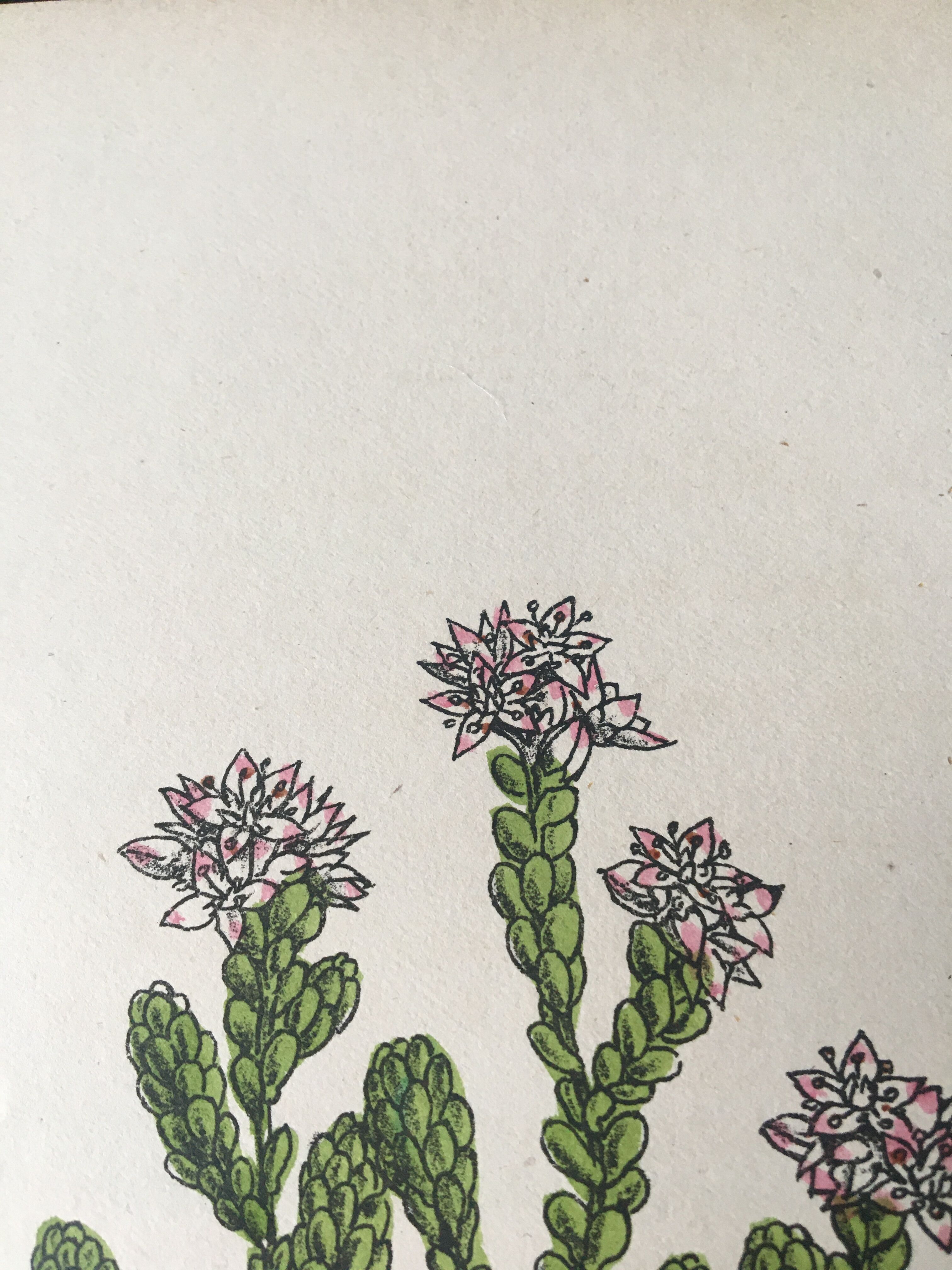 R.Hogg Botanical Boards, 1878