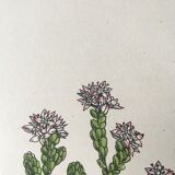 R.Hogg Botanical Boards, 1878