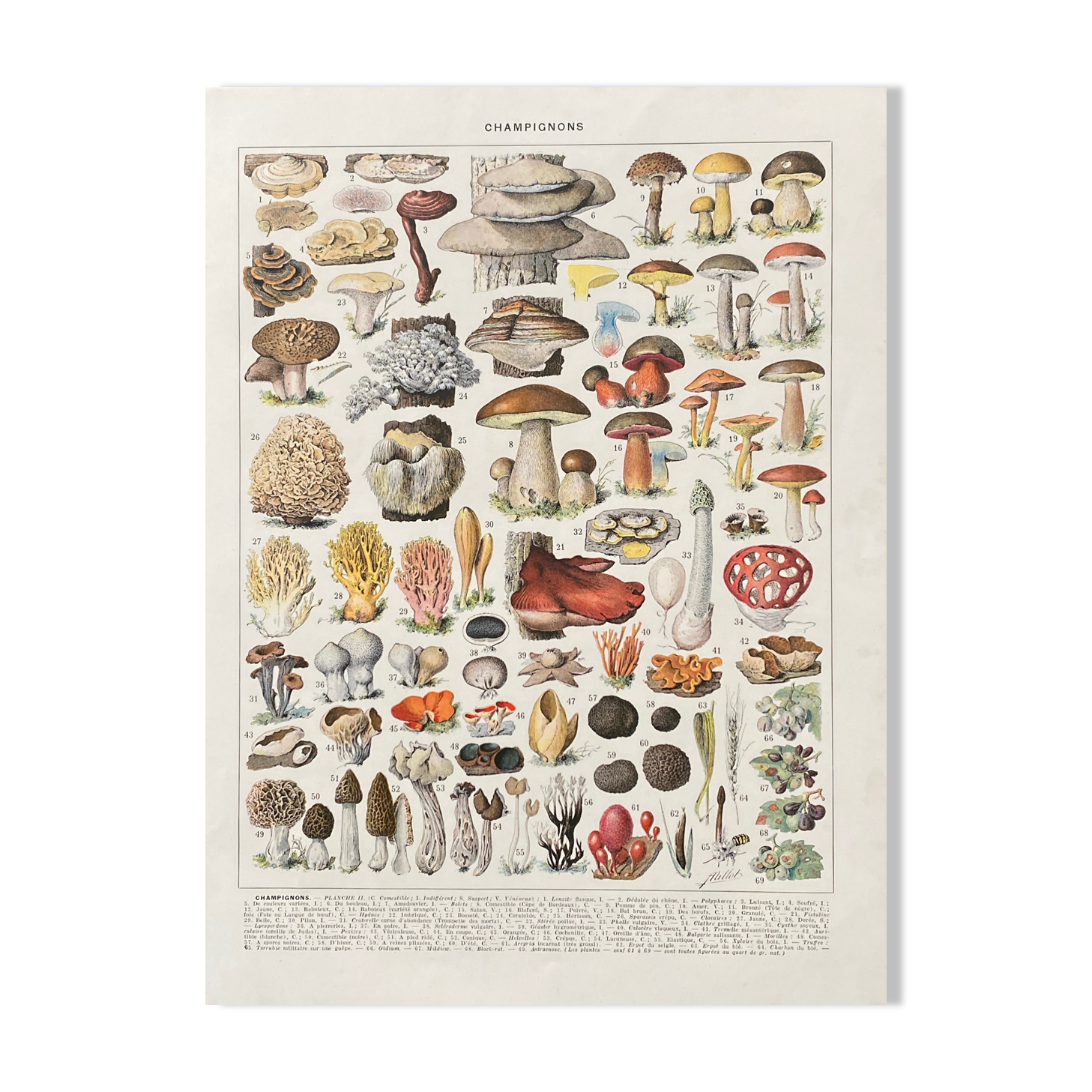 Old illustration Millot "Mushrooms"