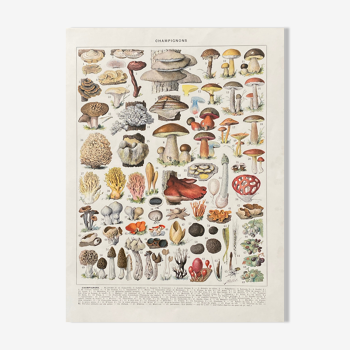 Old illustration Millot "Mushrooms"