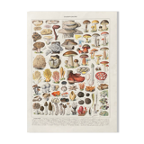 Old illustration Millot "Mushrooms"