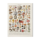 Illustration ancienne Millot "Champignons"