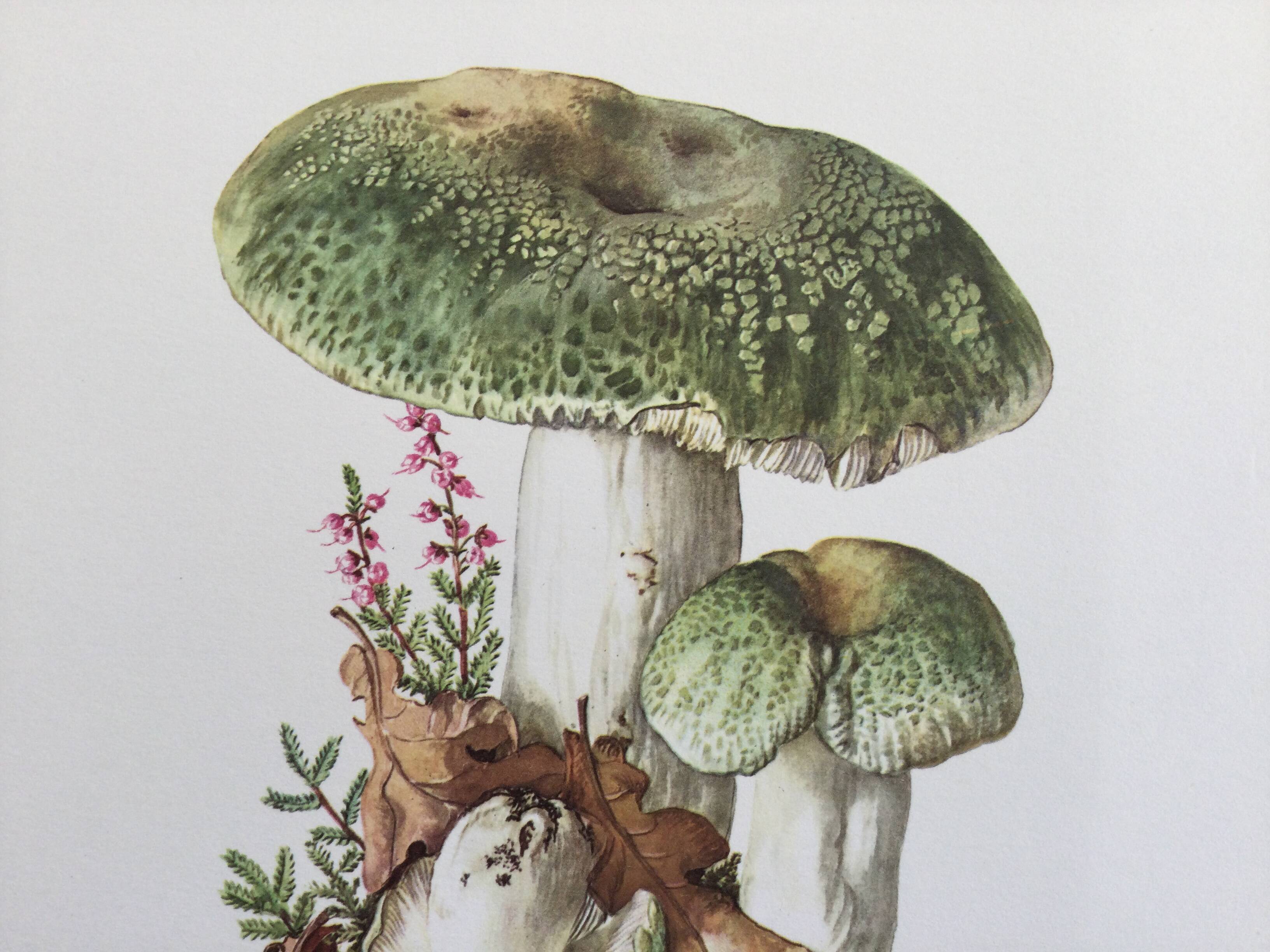 Botanical Illustration Mushrooms Russula Vintage Print 60s