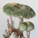 Botanical Illustration Mushrooms Russula Vintage Print 60s