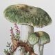 Botanical Illustration Mushrooms Russula Vintage Print 60s