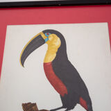 Engraving The great Toucan of Brazil number 7 Jacques Barraband