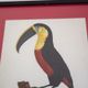 Engraving The great Toucan of Brazil number 7 Jacques Barraband