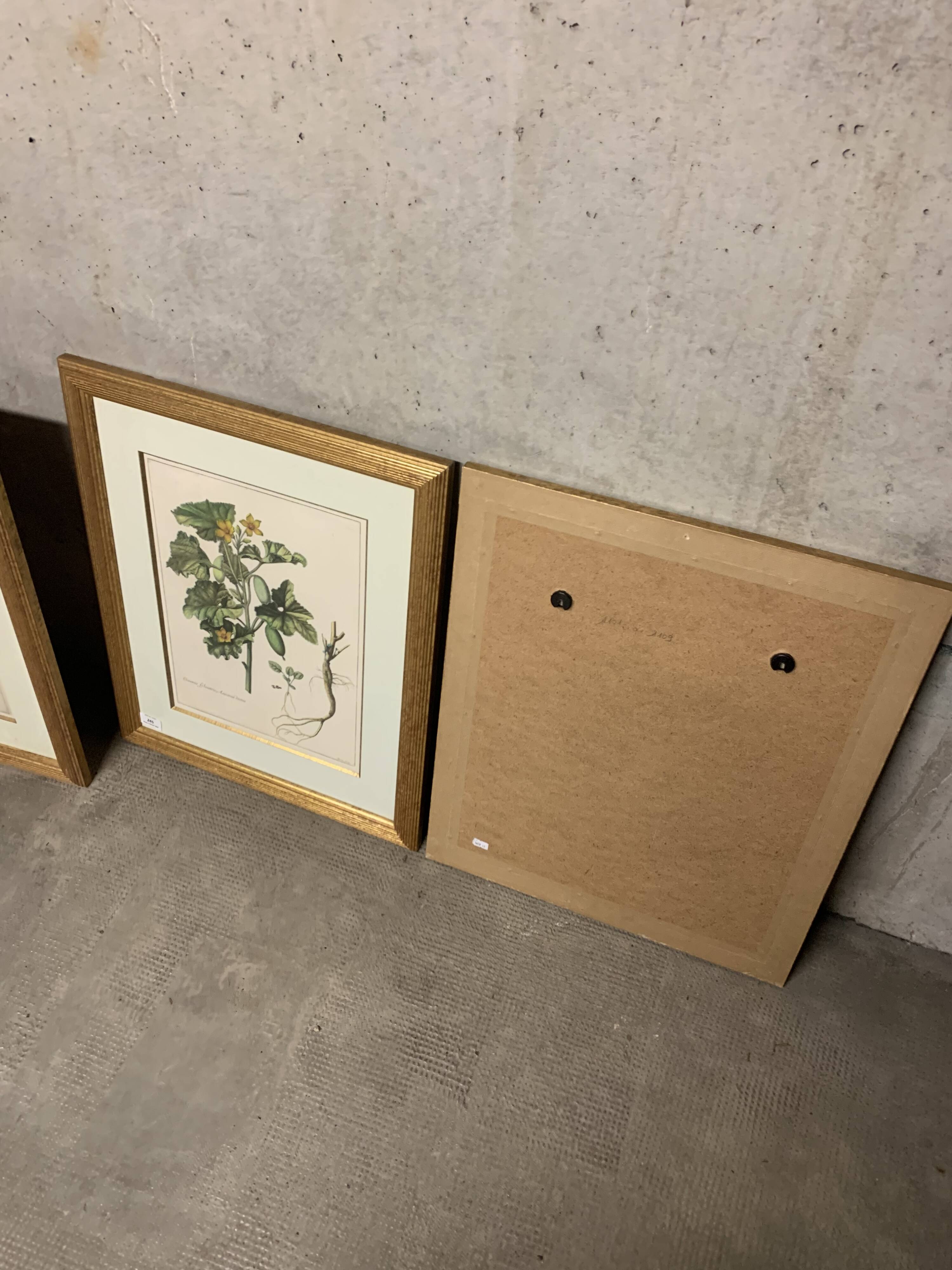 Lot of Paintings Botanical Engravings Old Vintage Herbariums