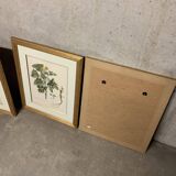 Lot of Paintings Botanical Engravings Old Vintage Herbariums