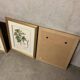 Lot of Paintings Botanical Engravings Old Vintage Herbariums