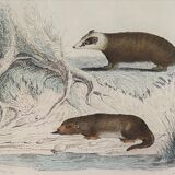 Original zoological board " badger, otter, fouine,... " - buffon 1840