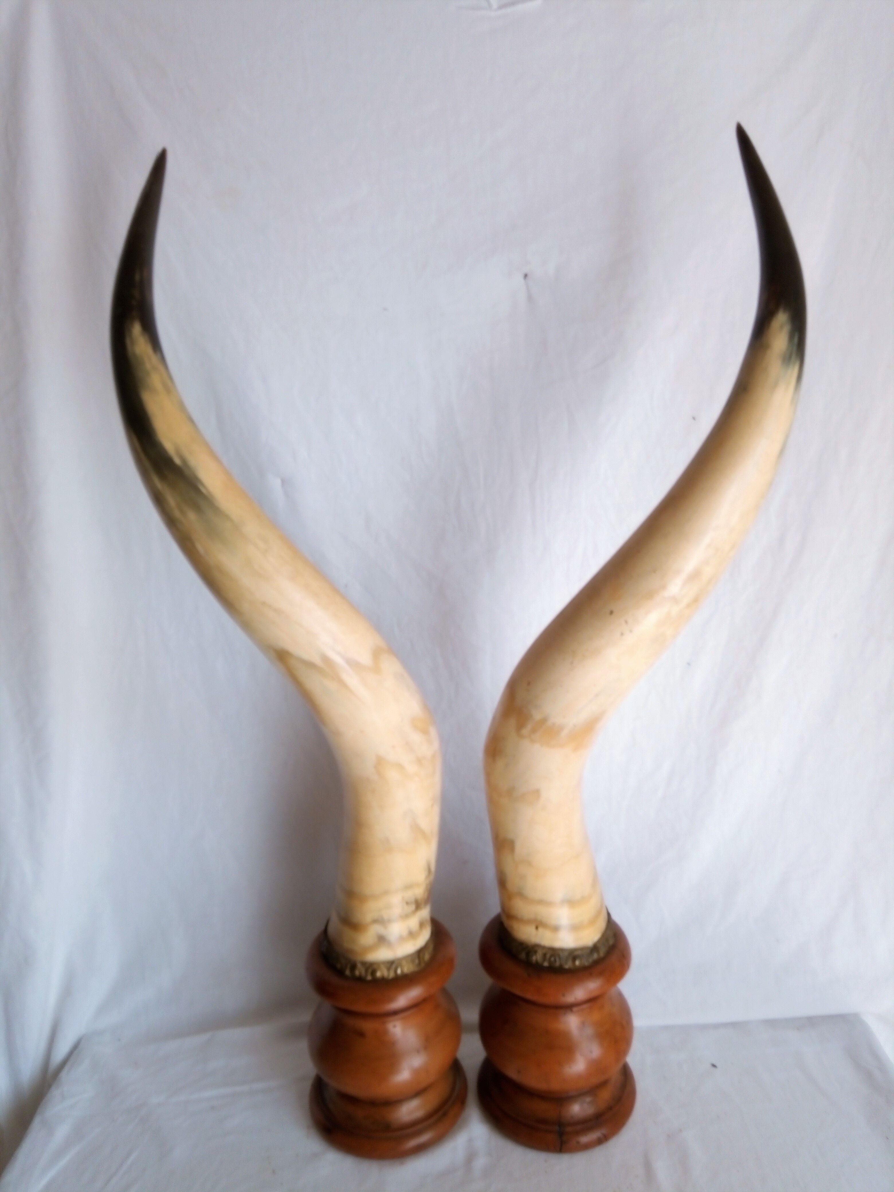 Pair of horns mounted on a pedestal