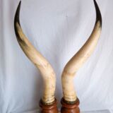 Pair of horns mounted on a pedestal