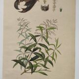 Old engraving from 1838. Bat and Verbena. Original zoological and botanical plate.