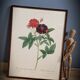 Lithograph frame rose Van Eeden