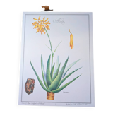 Printed in 1986, Aloe Vera.