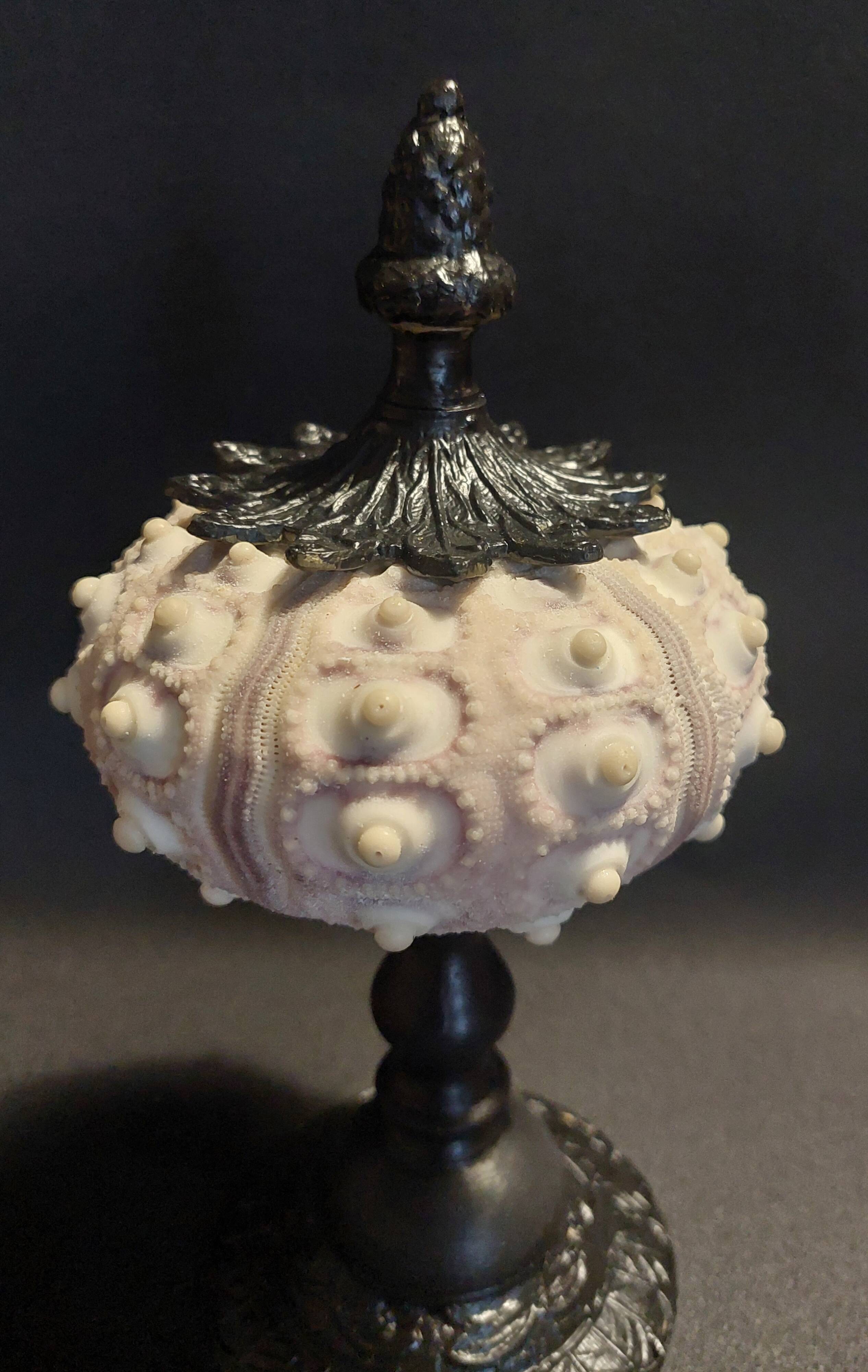 Cabinet of Curiosities imperial sea urchin Phyllacanthus imperialis on a base