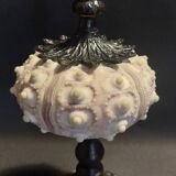Cabinet of Curiosities imperial sea urchin Phyllacanthus imperialis on a base