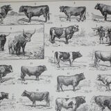 Engraving • Beef, cow, bull, calf • Original lithograph from 1898
